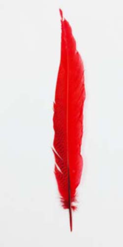 Festett ezüstfácán toll